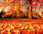 fulles d'autumne