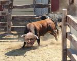 fotomontage bou entrant al corral en cara de Montoro